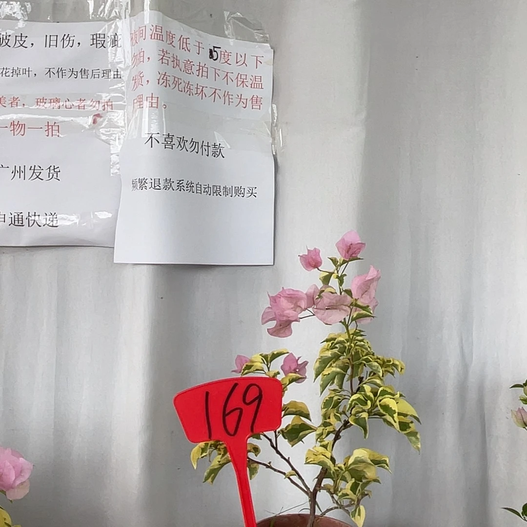 当前无花栽培后可以开花169中国丽人