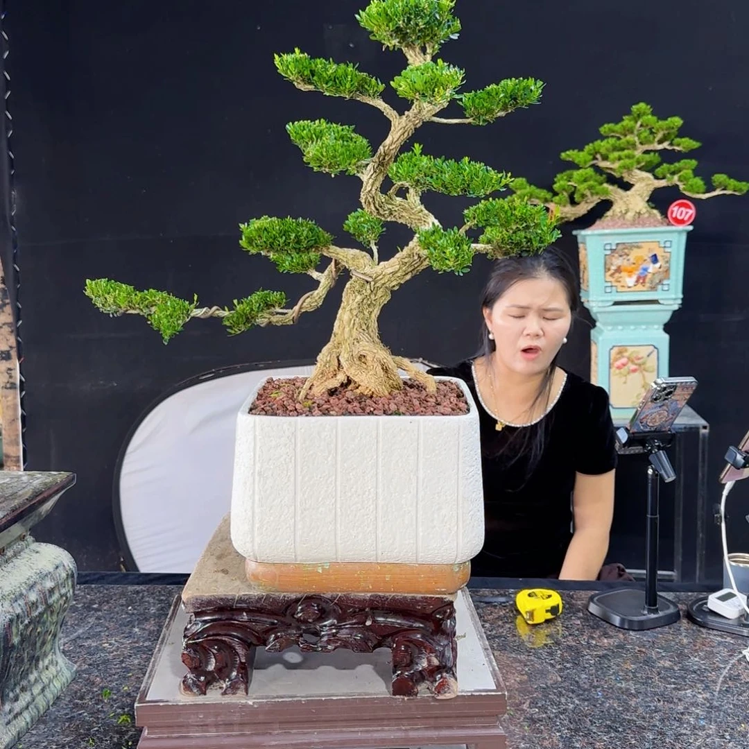 当前无花朵，栽培后可花朵你*