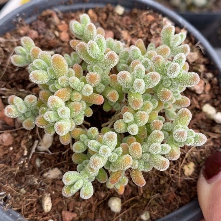 伯克利和格蕾纳等著名音乐家都