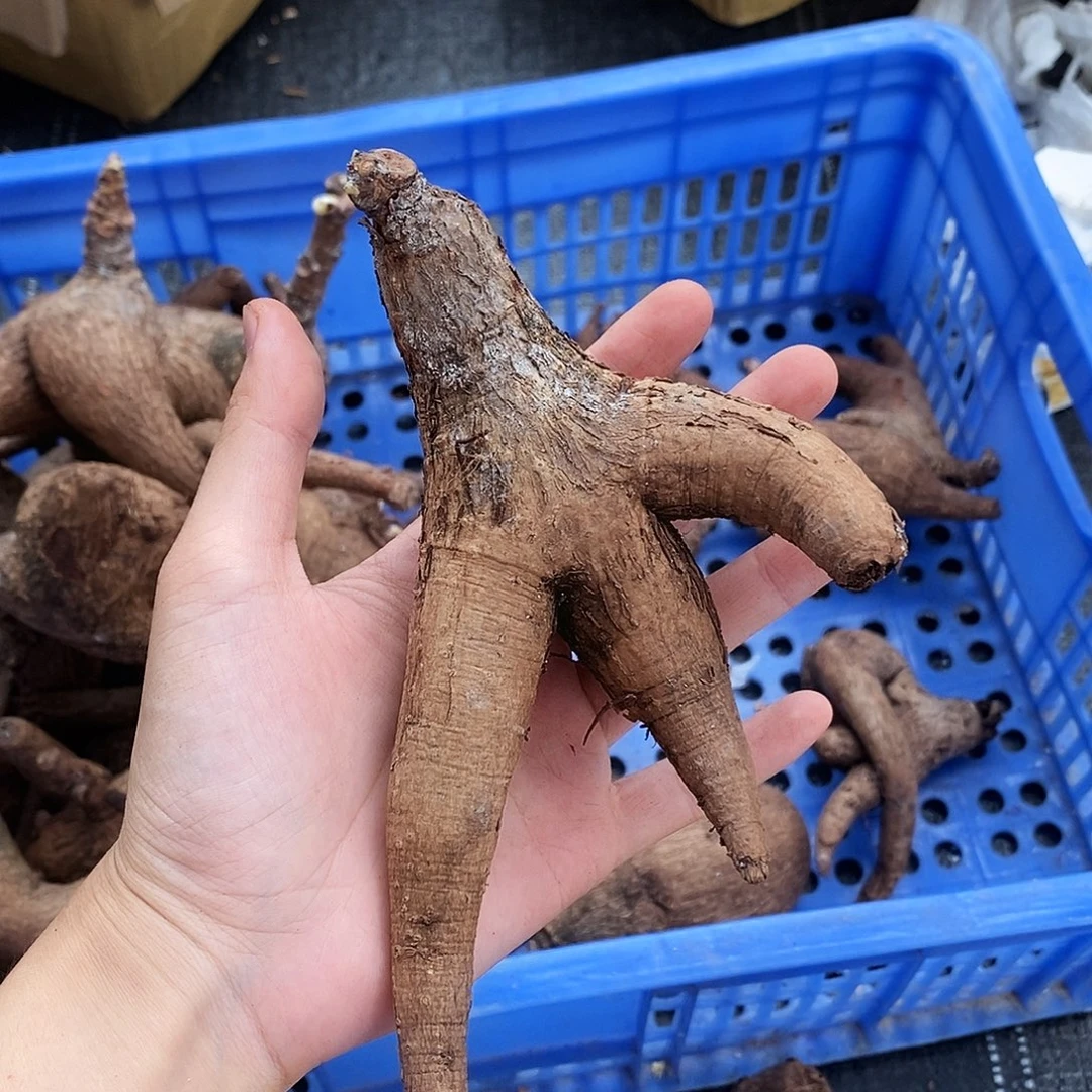 奇异油柑一物一拍