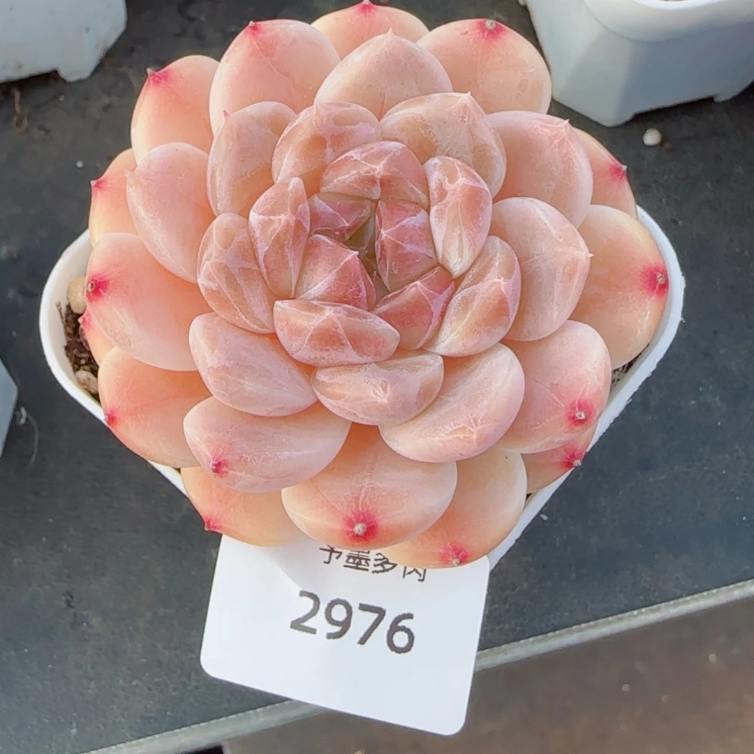 冰魄，2976多肉植物