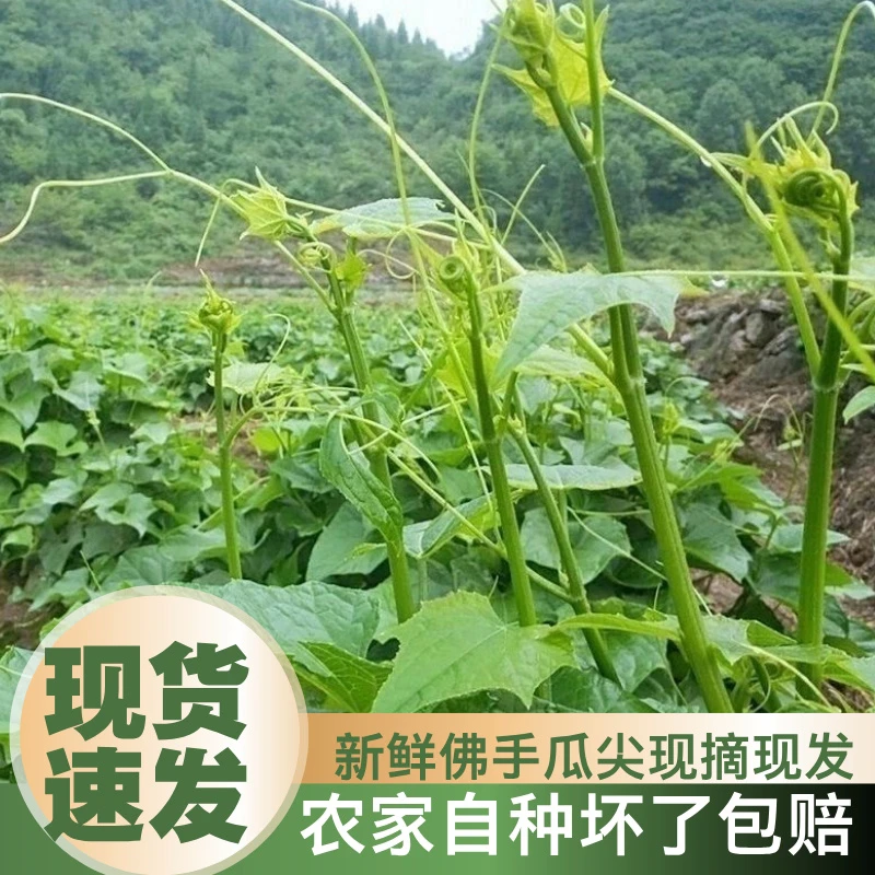 贵州特级新鲜佛手瓜嫩尖龙须菜农家自种蔬菜当季现摘新鲜产地直发
