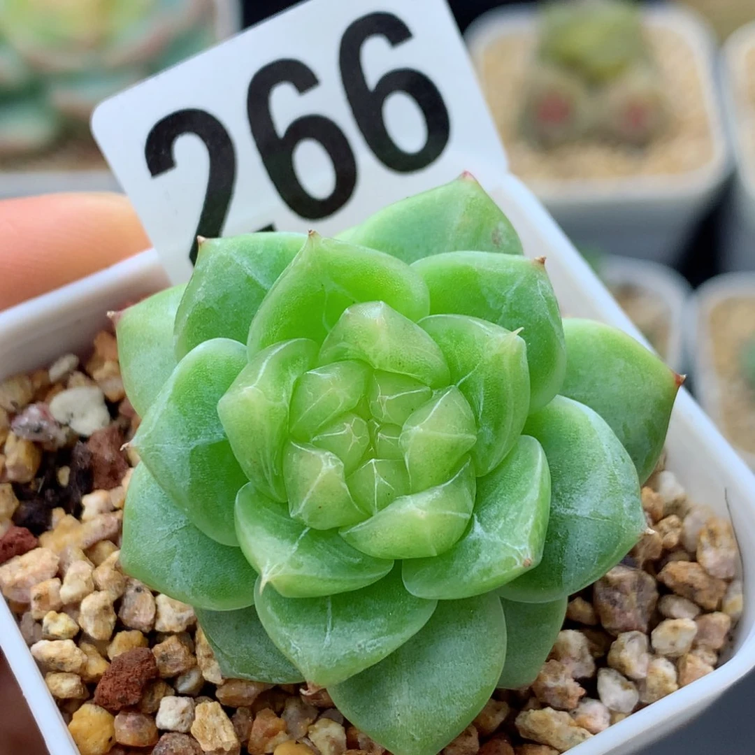 58包邮  群生不包整糖心