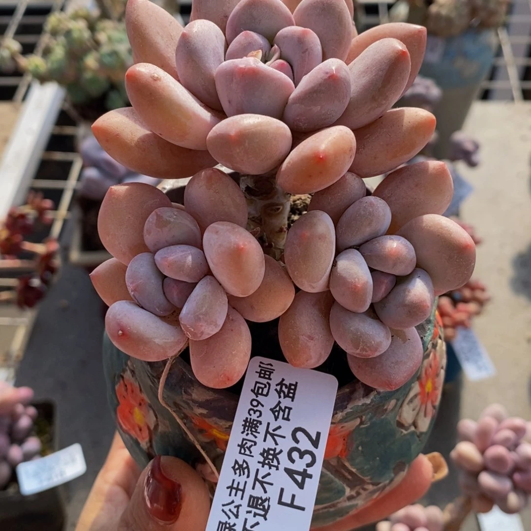 香水奶432/8cm多肉