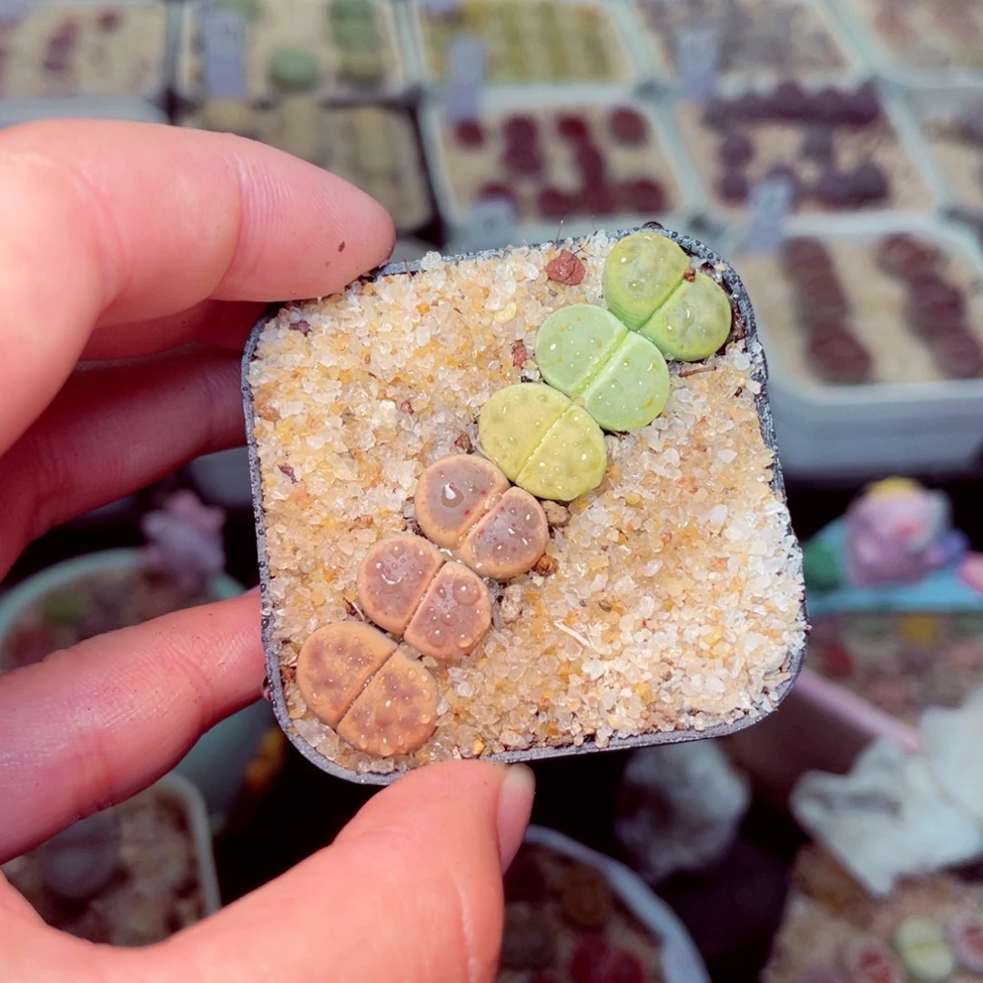 68号带盆包邮发货