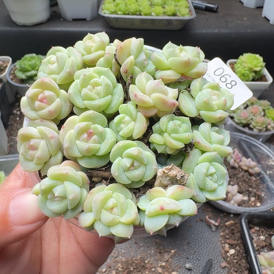 一物一拍一盒903-68