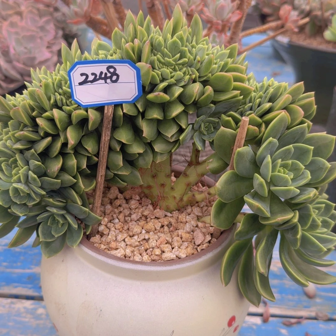 2258翠鸟缀凡艺多肉