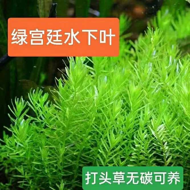 绿宫廷阴性水草适合新手夏季耐高温用于鱼缸造景增氧净水