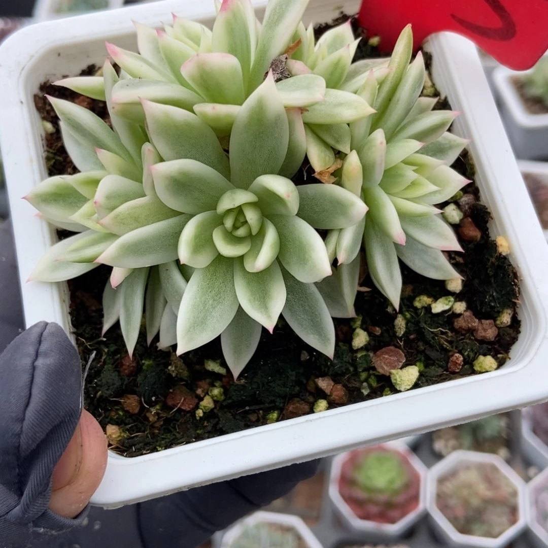 145蝴蝶飞锦多肉植物