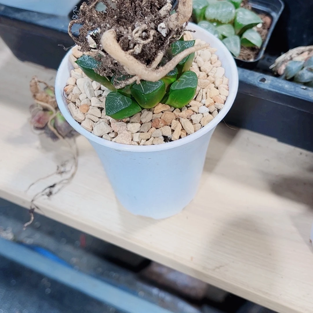 好看的克万象系列