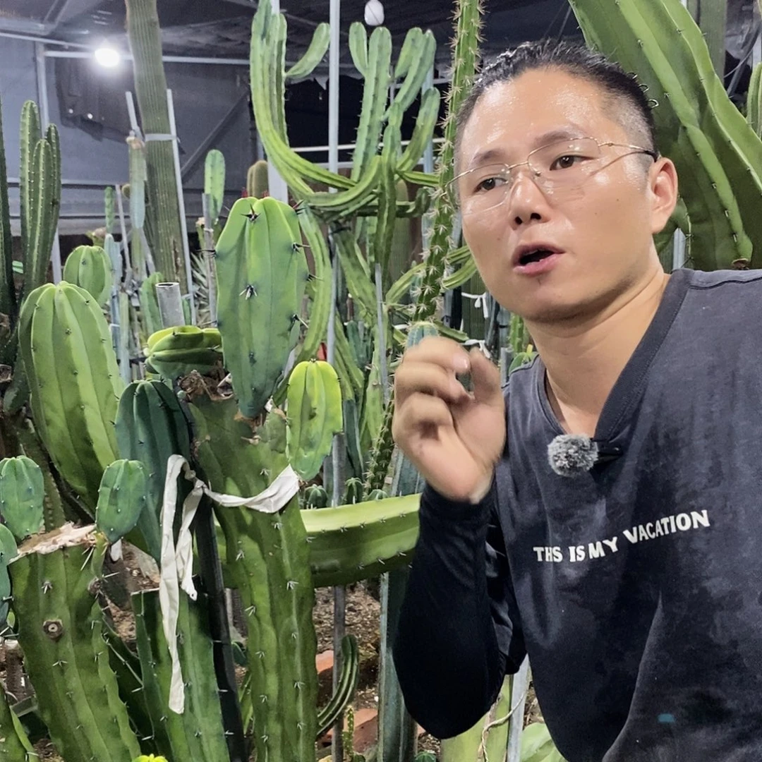 20-30公分现砍龙神木侧枝量拍