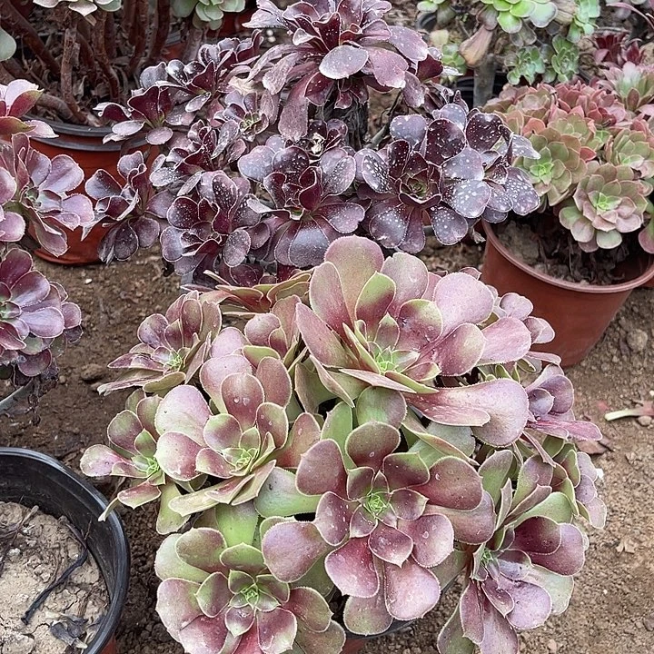 2棵玫瑰玫瑰玫瑰玫瑰