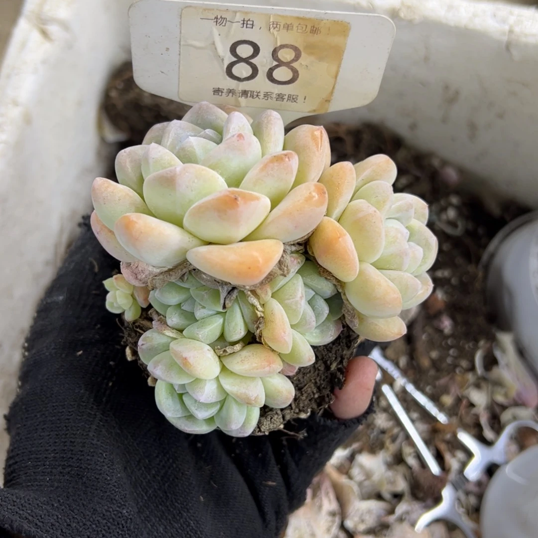 红陶雾*88号多肉植物