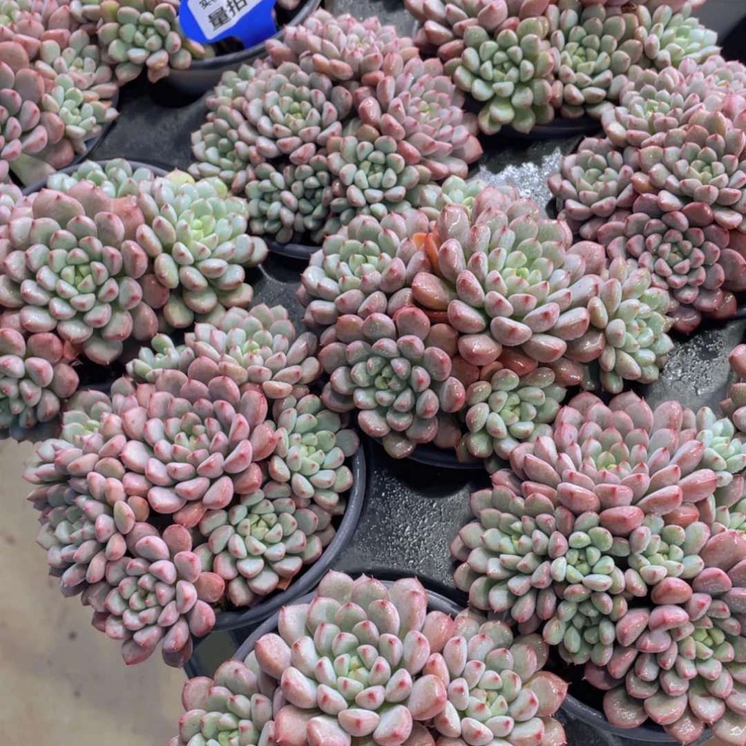 量拍81号 捧花雪桃六头起一个