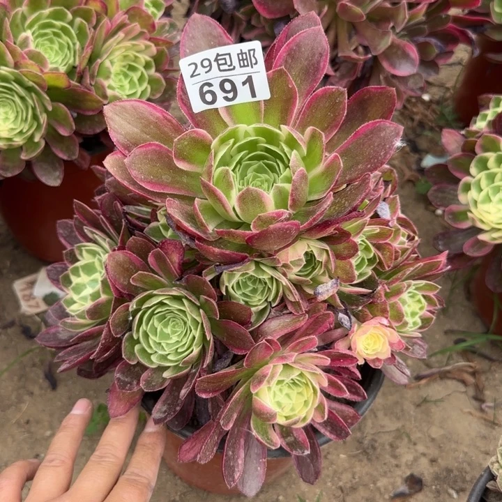 海王……多肉植物……