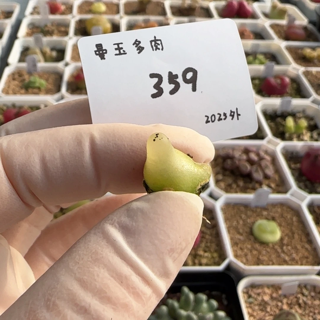 呼*多肉多肉多肉2025-359