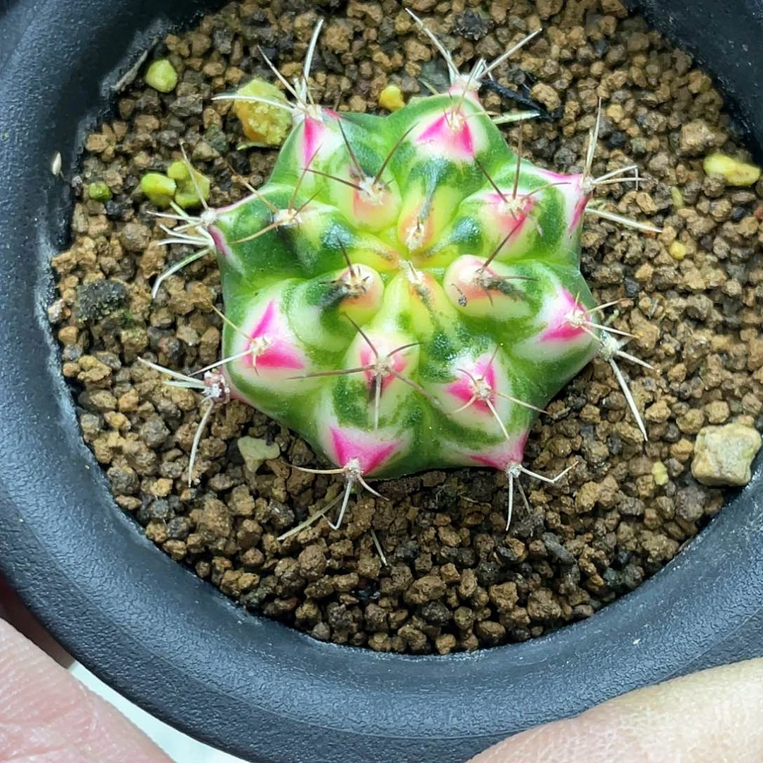 否*泰系名品侧，白花田