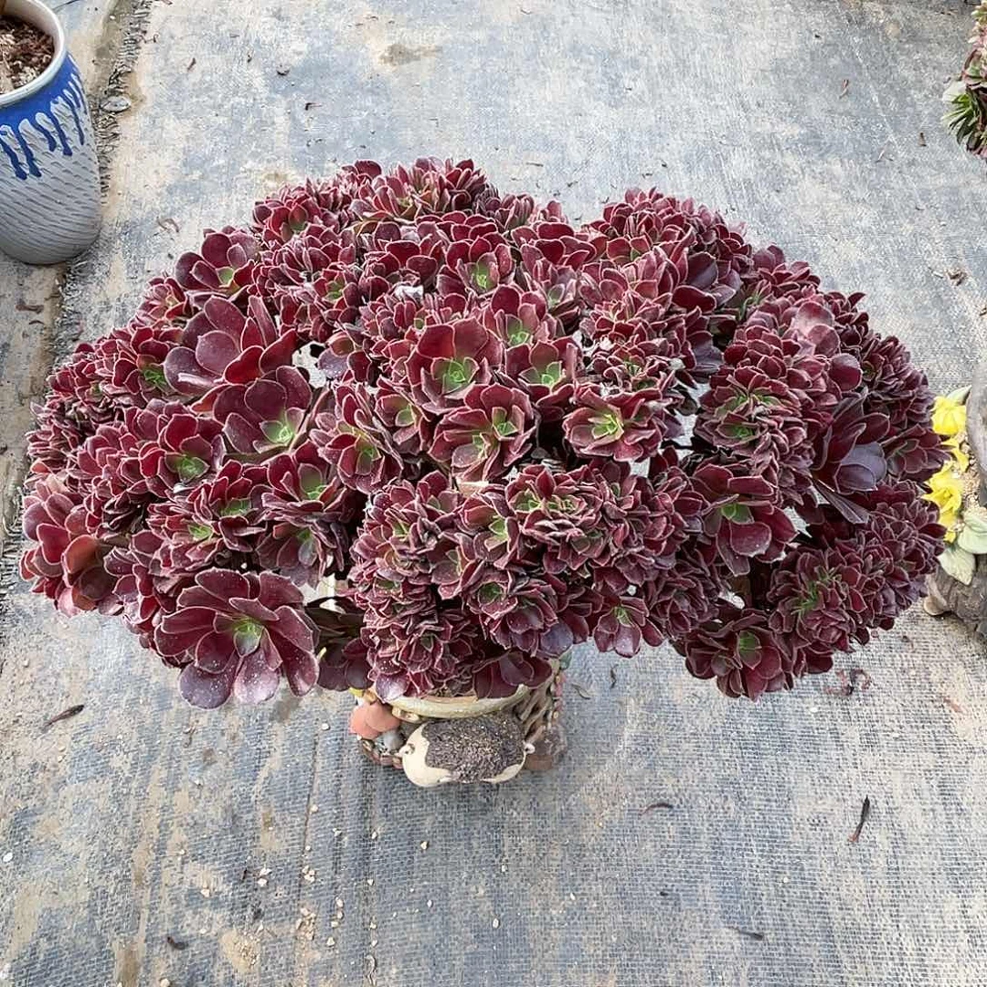 【闪购商品】无花朵梅花朵朵