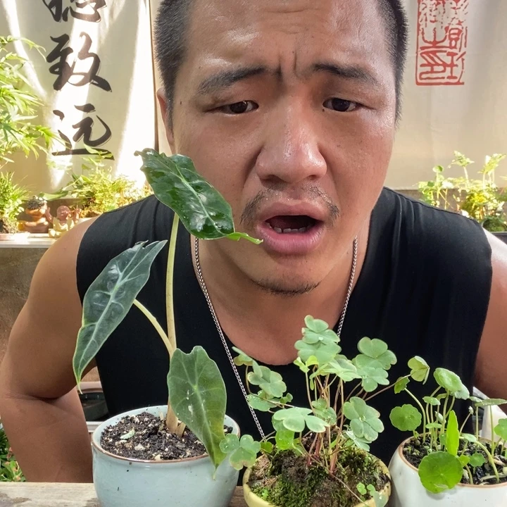 无花朵退款拉黑拉黑76