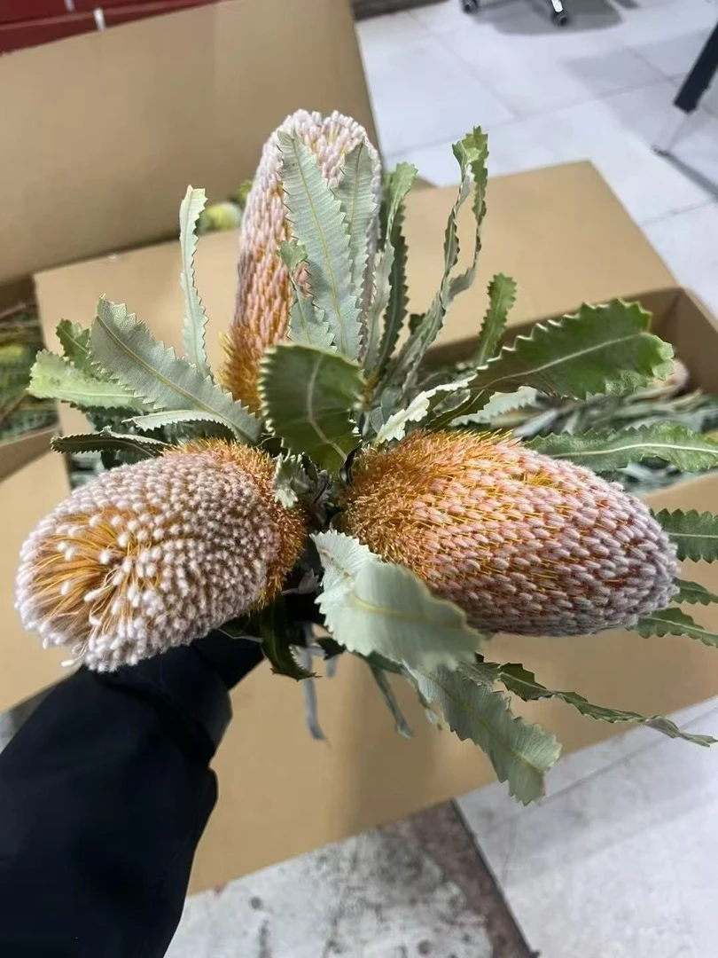 【七礼夫人】澳洲伯德特佛塔|宽叶毛绒佛塔|可做干花|高端进口花材