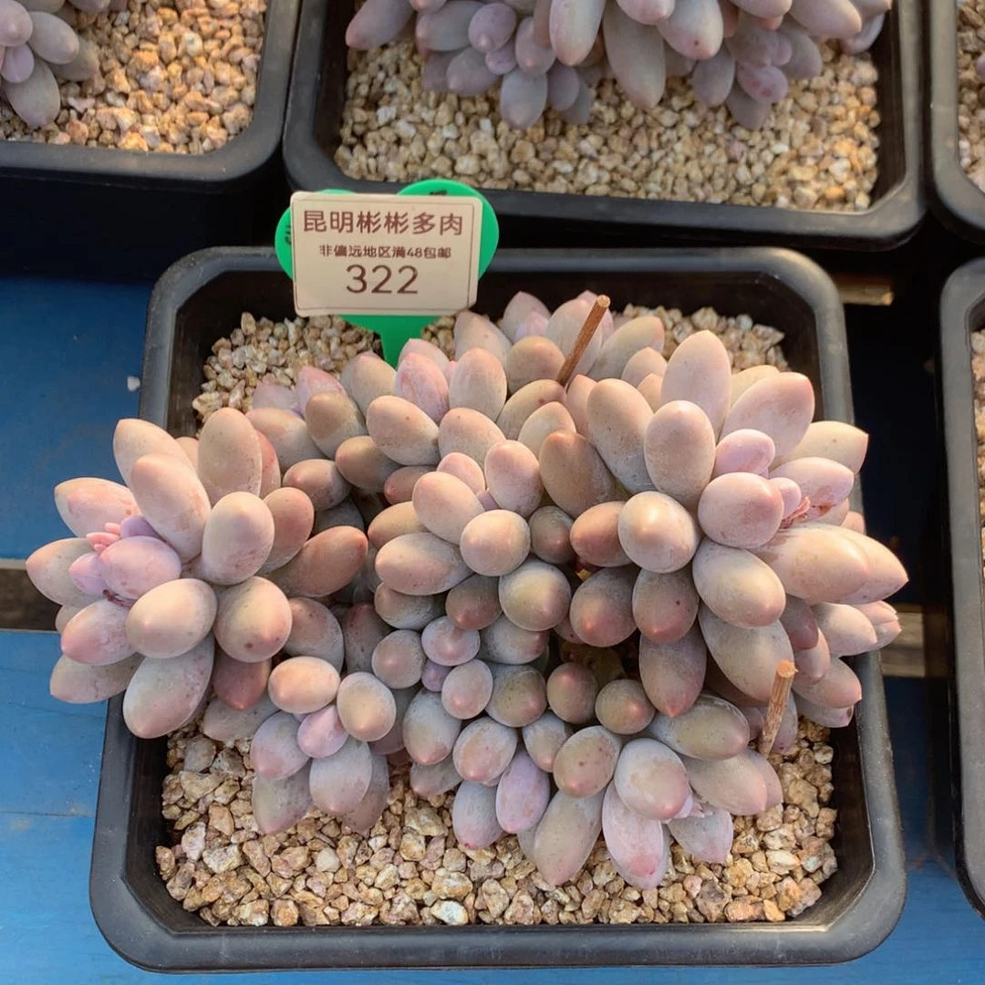 大叶汤圆平头322