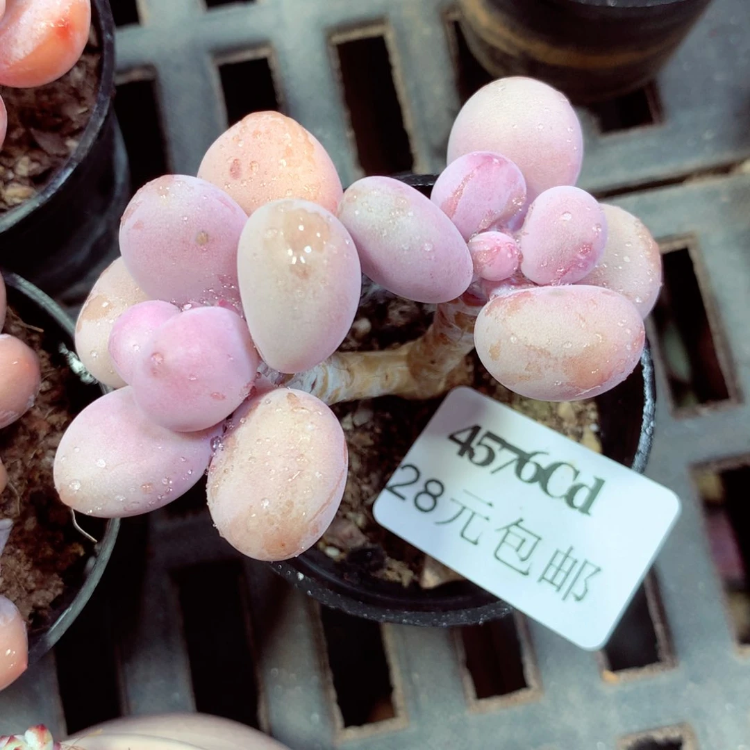 5厘米盆精控多肉4576