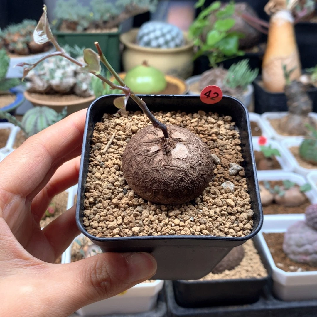 南非龟甲龙带盆42