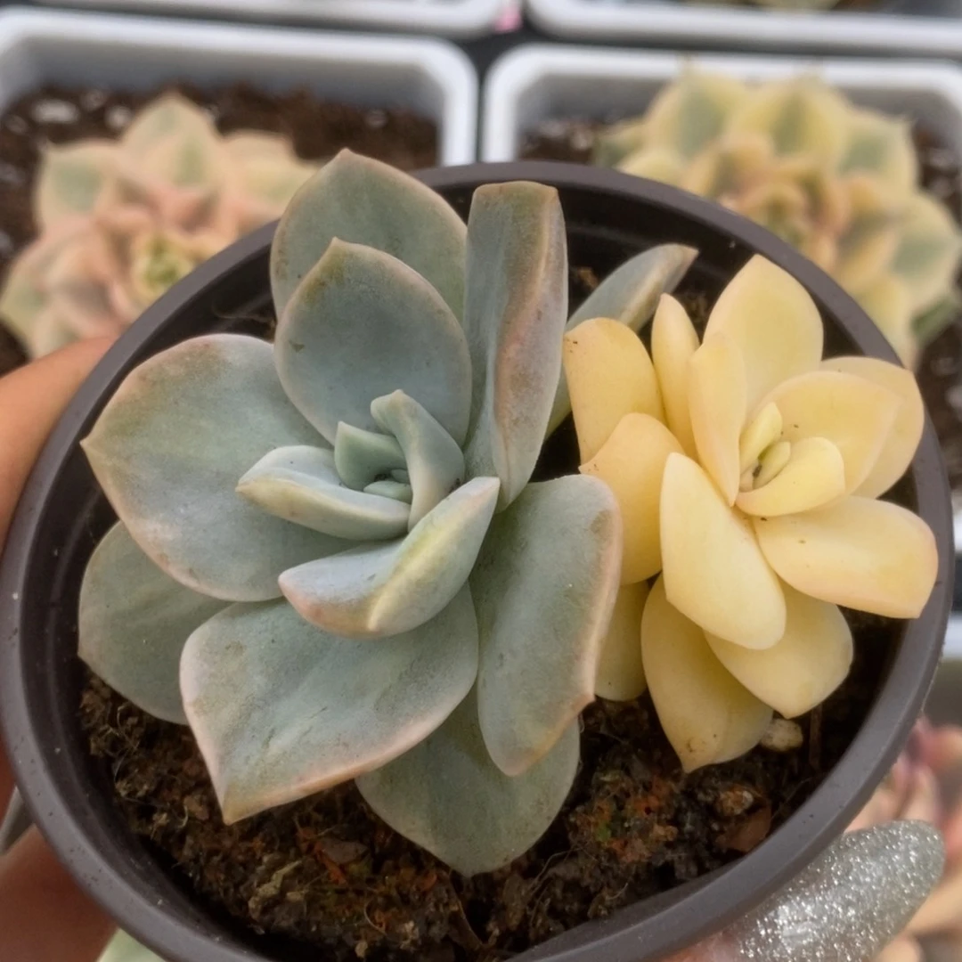 724可爱玫瑰锦锦锦锦锦锦