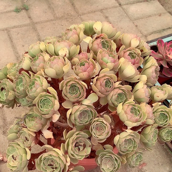 小朵万圣节，多肉植物