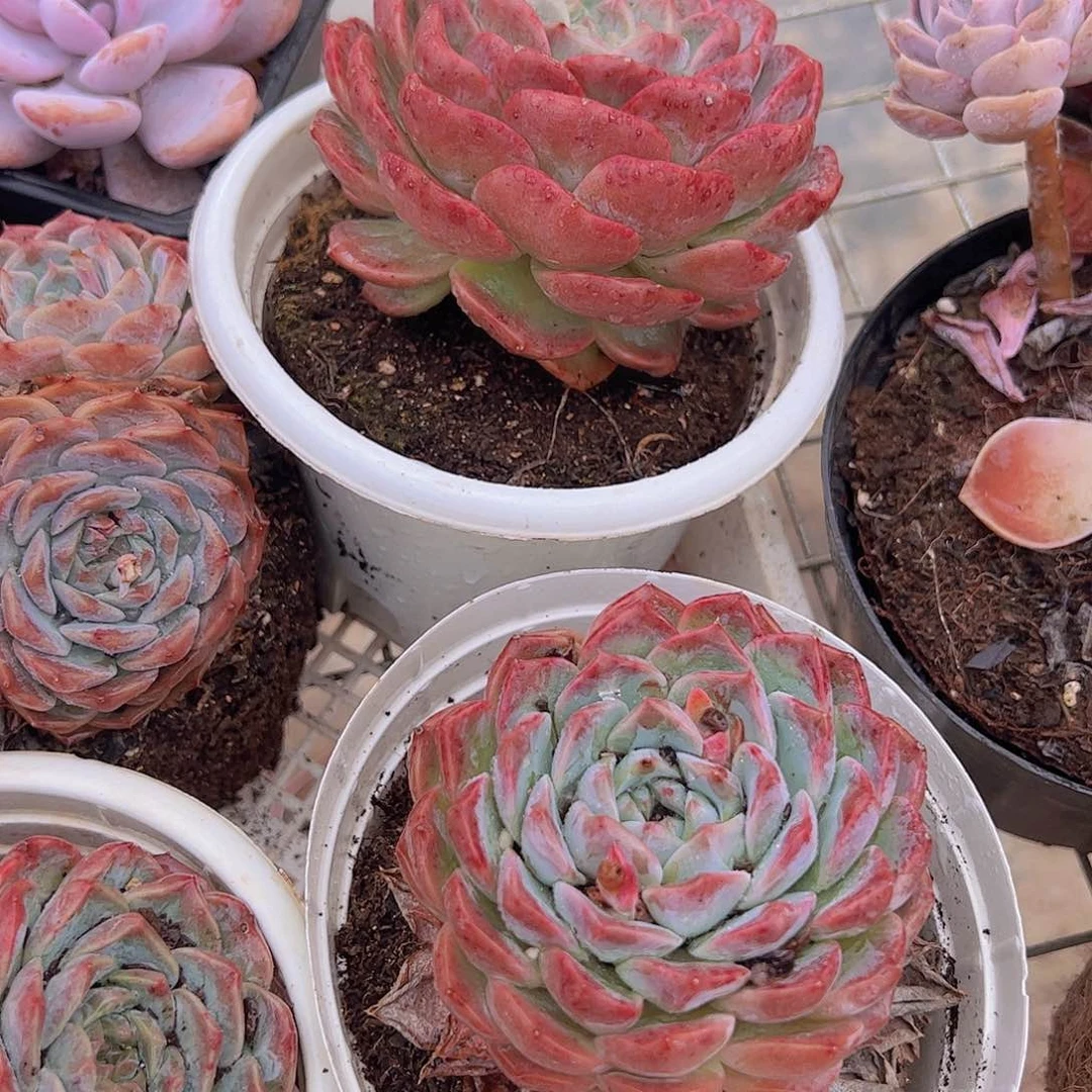 冰橙大单头精品多肉二盆