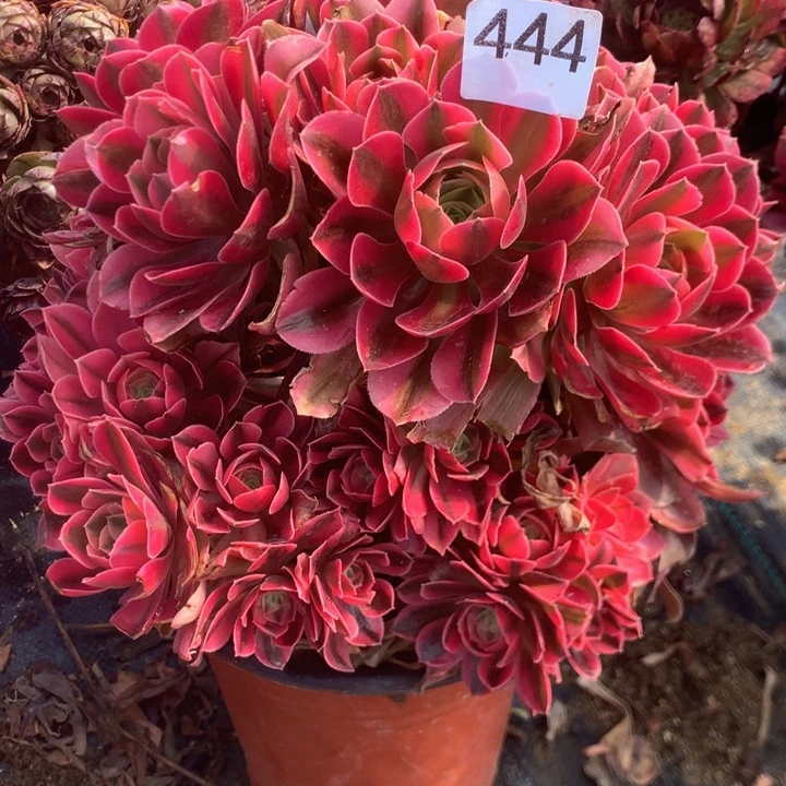 啵***444香妃老桩多肉植物