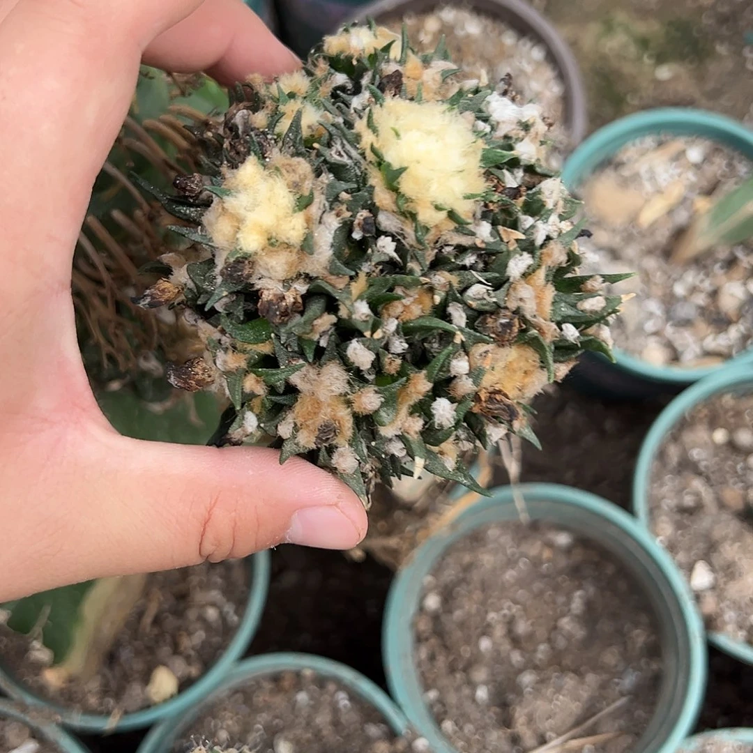 苗接龙舌兰牡丹仙人球