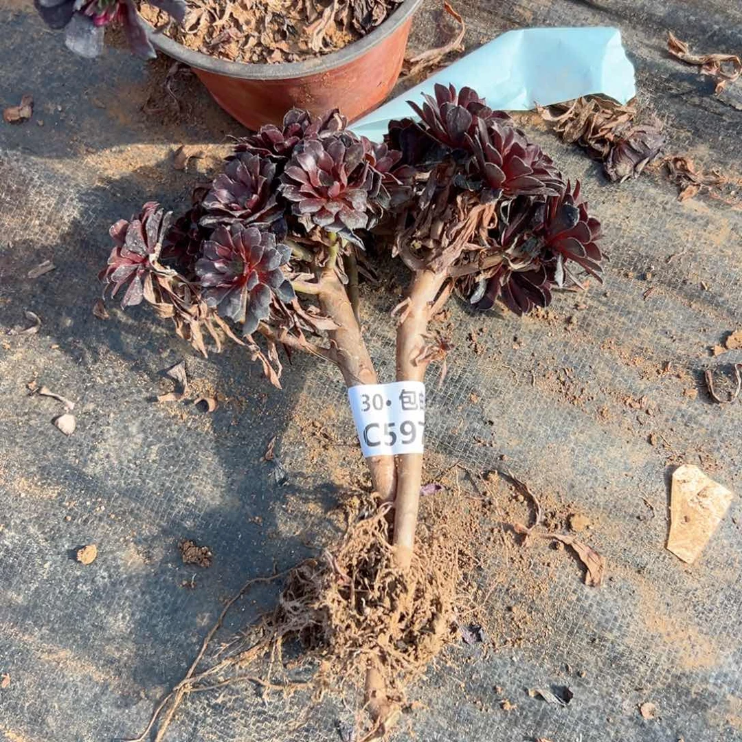 597 黑铜多肉法师