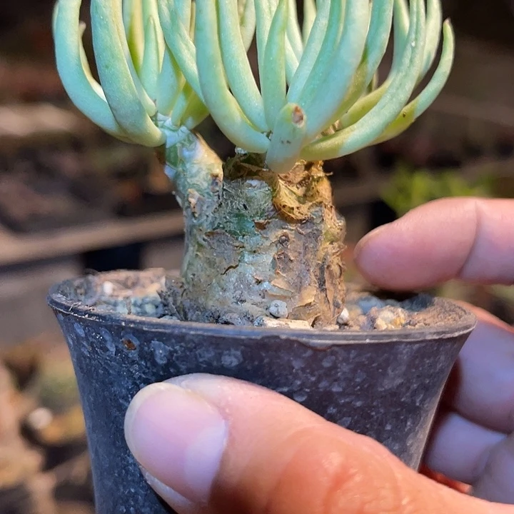 满38包邮2天凑单，脱土晾根发货多肉植物白象