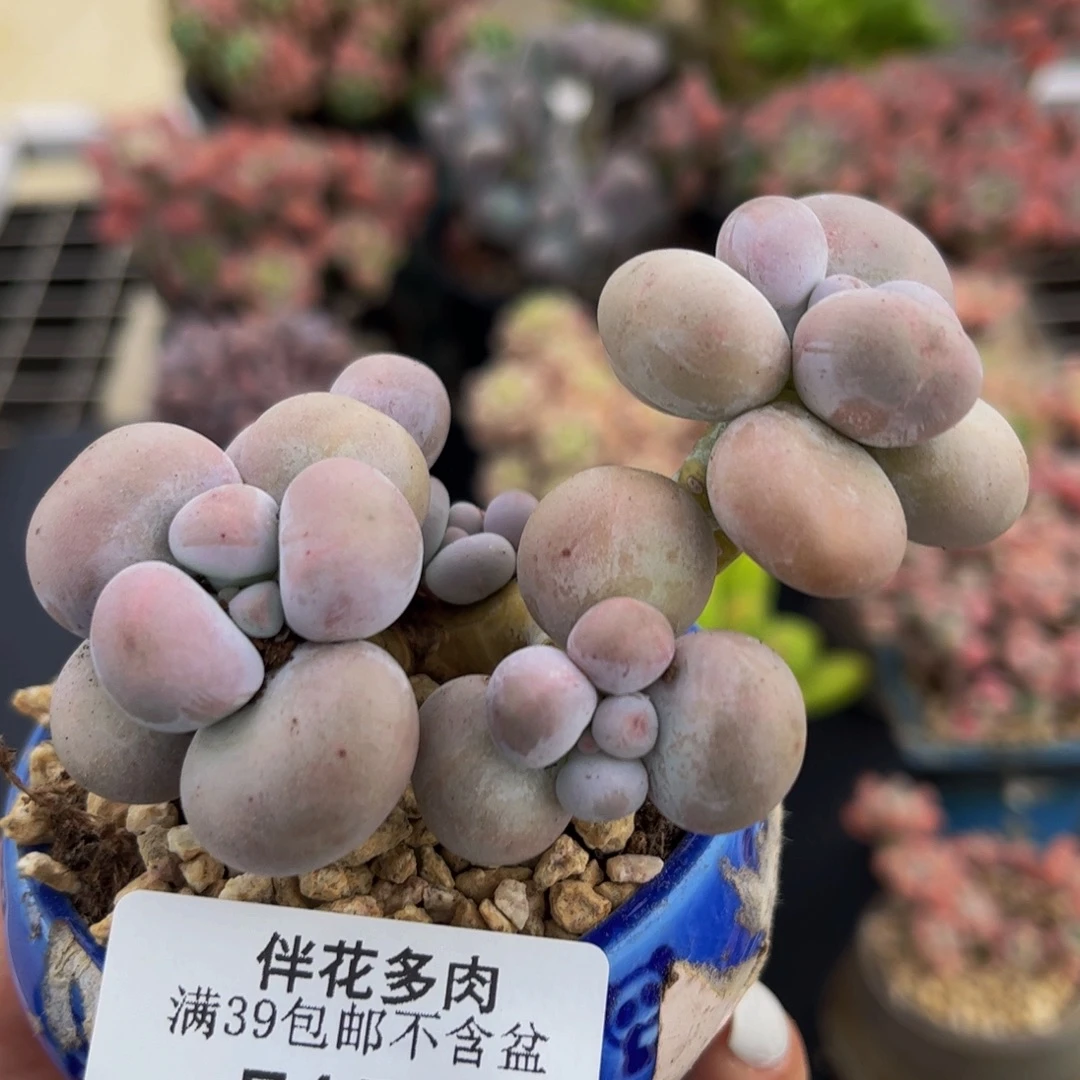 257-芭比奶多肉6cm多肉