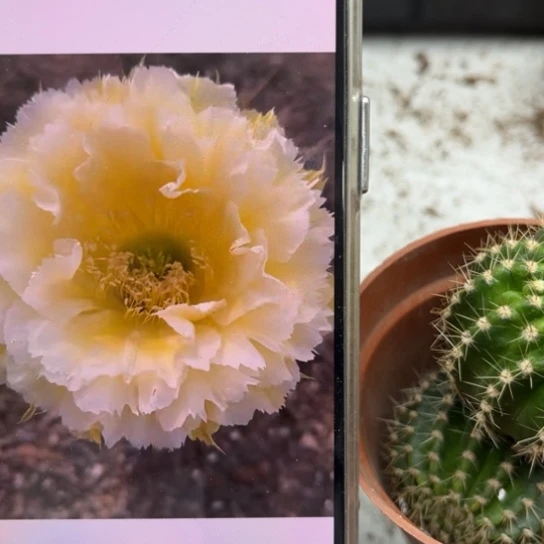彩草黄牡丹4公分左右侧芽