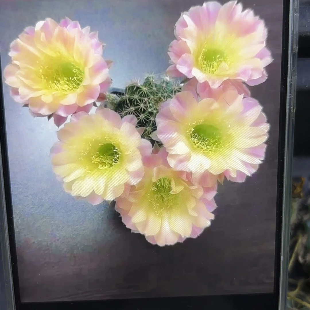 水蜜桃彩侧牙20包邮仙人球41