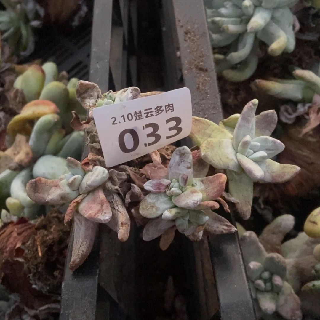 033多肉植物啦啦啦