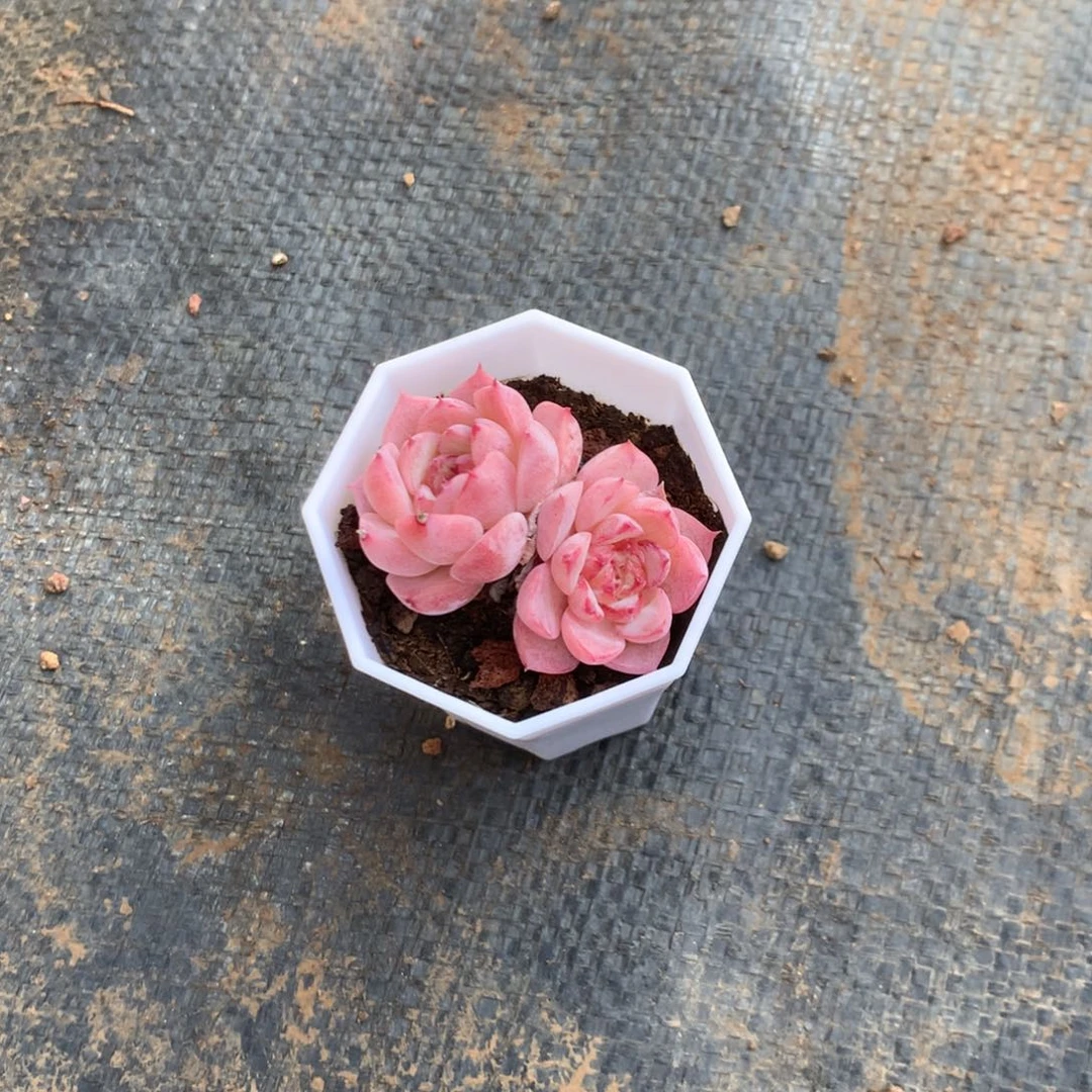 人工增加剂量对患者皮肤