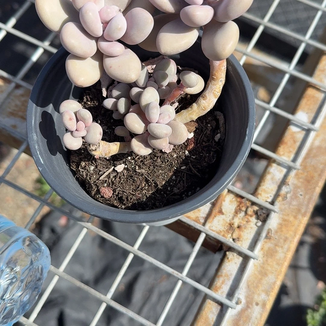特价桃蛋多肉植物精品