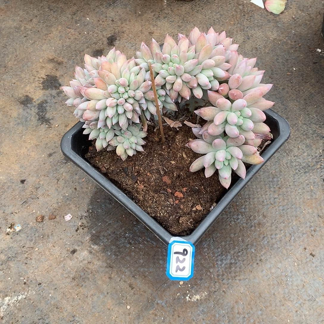 922所罗门 一物一拍多肉