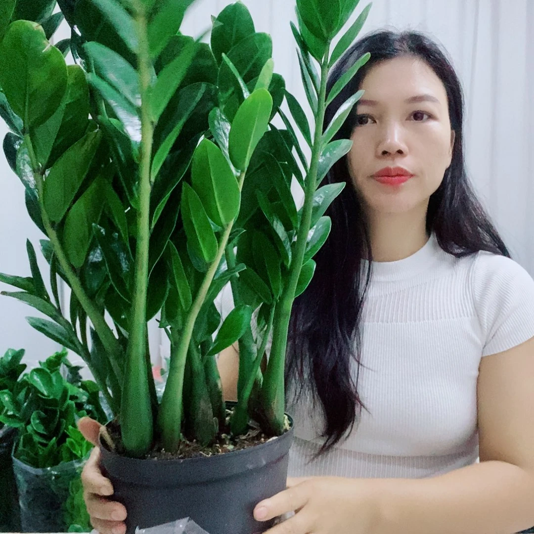 不开花植物21规格圆叶福利款