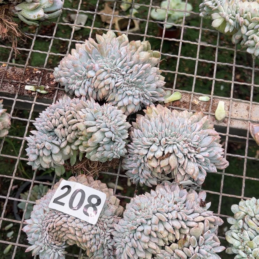 208号5899899988588