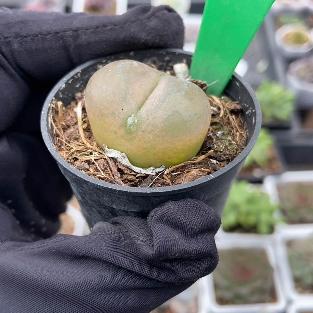 1658毛汗尼多肉植物