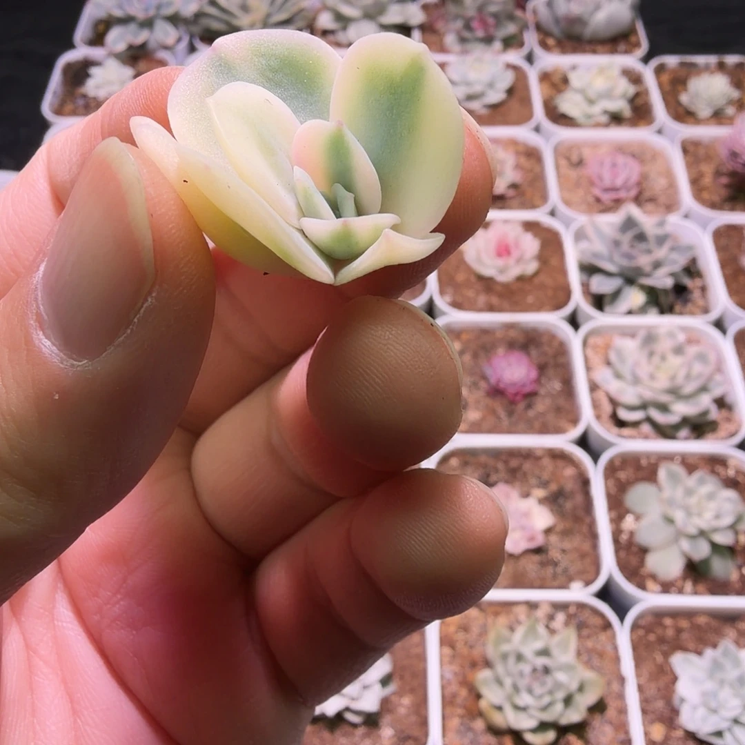 白凤锦植物一物一拍