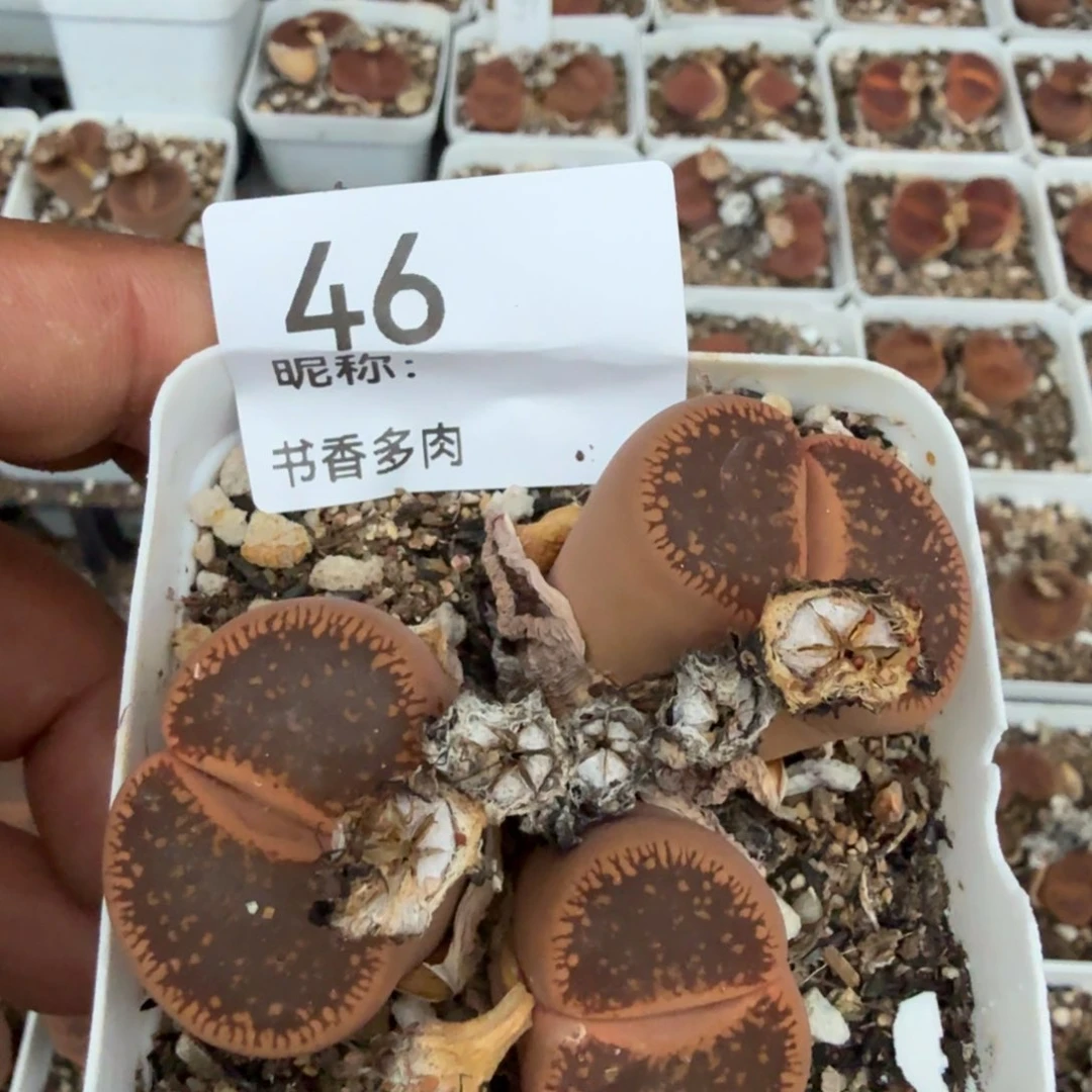 是***。多肉植物多肉植物多肉植物