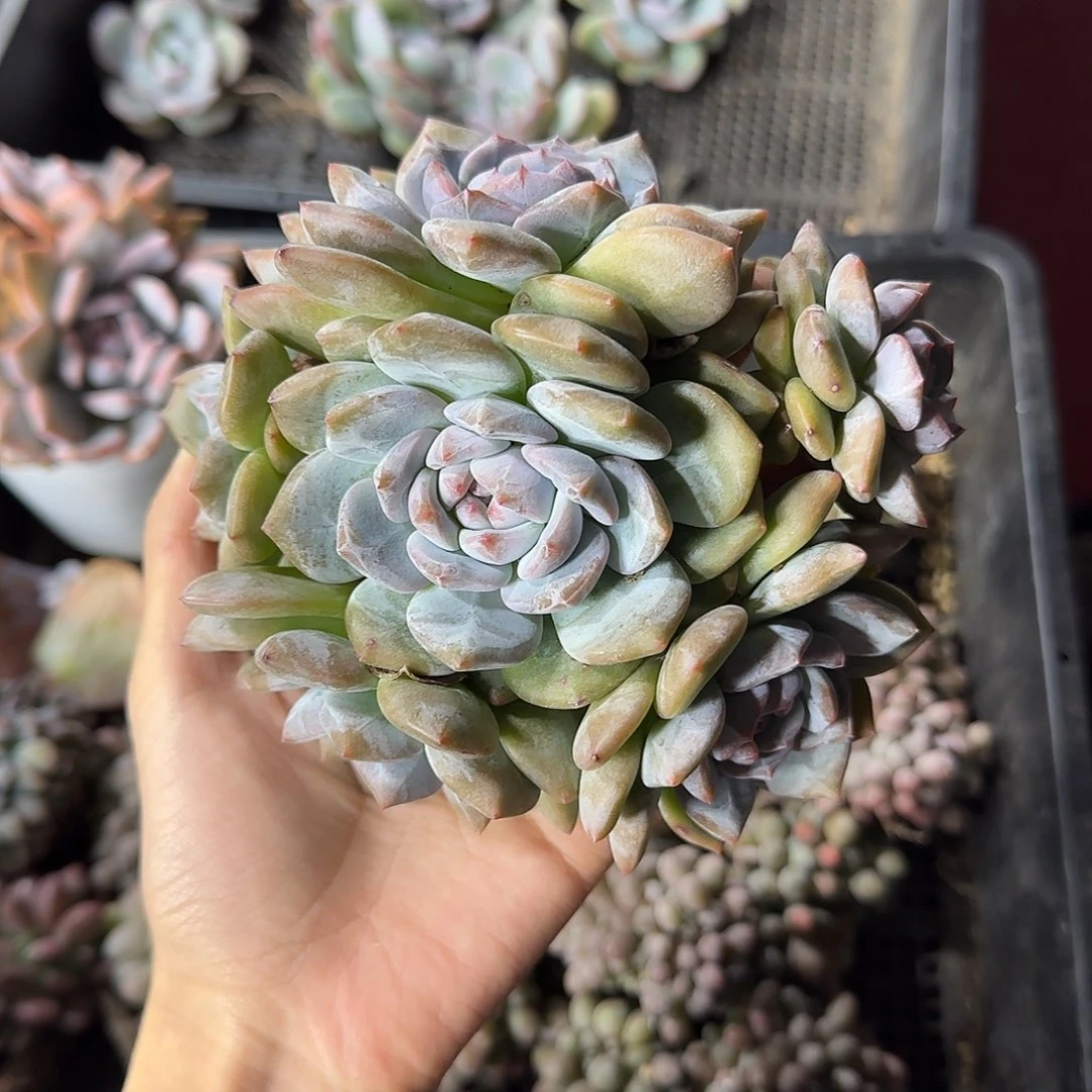 星影6头手捧无砍一物一拍