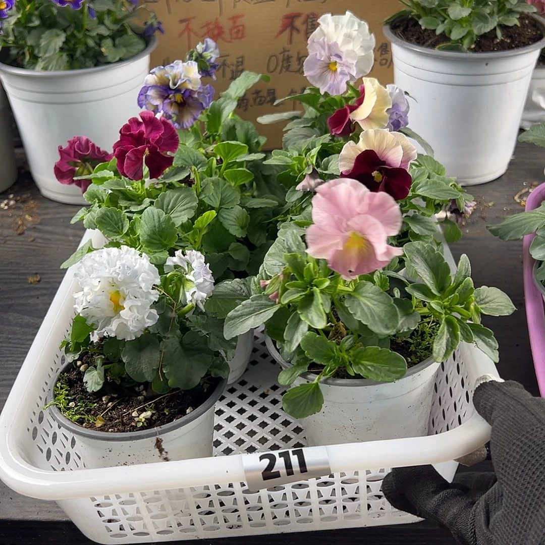 大部分花苞少量开放211号