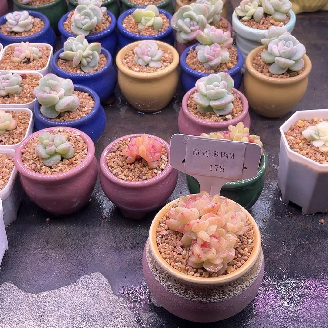 麻**将滨哥多肉M178梦幻泡影五头群