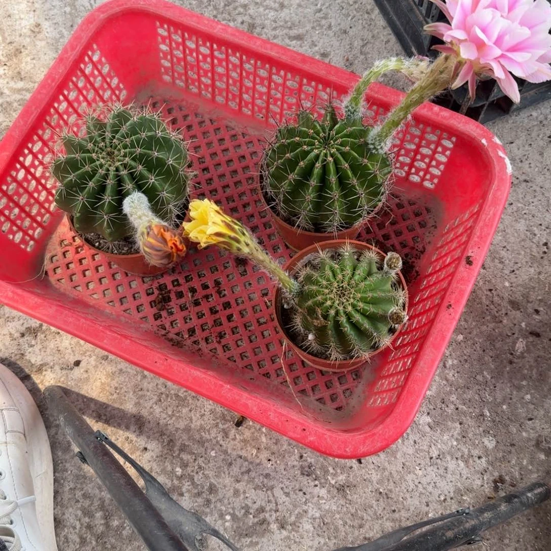 p***p无花朵彩草哈哈哈哈哈哈哈哈